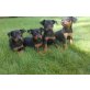 Zwergpinscher - Hündin