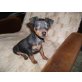 Zwergpinscher - Hündin