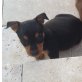 Zwergpinscher- Jack Russel Welpen Welpen - Hündin