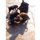 Zwergpinscher - Jack Russell Mix Welpen Welpen - Hündin