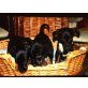 Zwergpinscher-Mischlingswelpen Welpen - Hündin