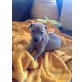 Zwergpinscher Mix Welpen Welpen - Hündin