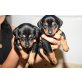 Zwergpinscher + Prager Rattler Welpen - Hündin