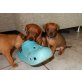 Zwergpinscher Rehpinscher Welpen - Rüde
