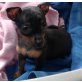 Zwergpinscher - Rüde