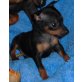 Zwergpinscher - Rüde
