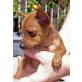 Zwergpinscher - Rüde