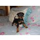 Zwergpinscher - Rüde
