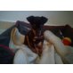 Zwergpinscher - Rüde