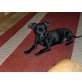 Zwergpinscher - Rüde