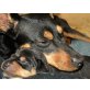 Zwergpinscher Welpen - Hündin