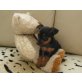 Zwergpinscher Welpen - Hündin