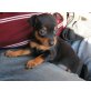 Zwergpinscher Welpen - Hündin