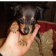Zwergpinscher Welpen - Hündin