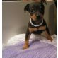Zwergpinscher Welpen - Hündin