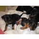 Zwergpinscher Welpen - Hündin