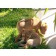 Zwergpinscher Welpen - Hündin
