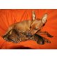 Zwergpinscher Welpen - Hündin