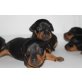 Zwergpinscher Welpen - Hündin