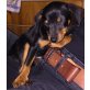 Zwergpinscher Welpen - Hündin