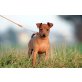 Zwergpinscher Welpen - Hündin
