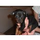 Zwergpinscher Welpen - Hündin