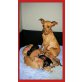 Zwergpinscher Welpen - Hündin