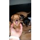 Zwergpinscher Welpen - Hündin