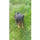 Zwergpinscher Welpen - Hündin