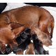 Zwergpinscher Welpen - Hündin
