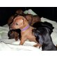 Zwergpinscher Welpen - Hündin