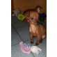 Zwergpinscher Welpen - Hündin