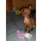 Zwergpinscher Welpen - Hündin