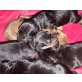 Zwergpinscher Welpen - Hündin
