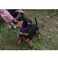 Zwergpinscher Welpen - Hündin