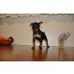 Zwergpinscher Welpen - Hündin