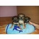 Zwergpinscher Welpen - Hündin