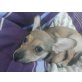 Zwergpinscher Welpen - Hündin