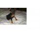 Zwergpinscher Welpen - Hündin