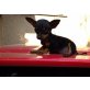 Zwergpinscher Welpen - Hündin
