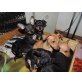 Zwergpinscher Welpen - Hündin