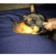 Zwergpinscher Welpen - Hündin