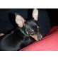 Zwergpinscher Welpen - Hündin