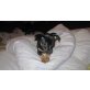 Zwergpinscher Welpen - Hündin