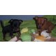 Zwergpinscher Welpen - Rüde