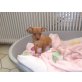 Zwergpinscher Welpen - Rüde