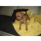 Zwergpinscher Welpen - Rüde