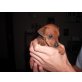 Zwergpinscher Welpen - Rüde