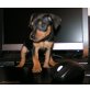 Zwergpinscher Welpen - Rüde