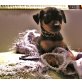 Zwergpinscher Welpen - Rüde